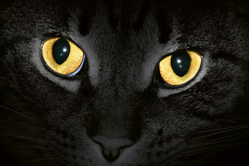 Vliesová fototapeta Žluté kočičí oči 375 x 250 cm