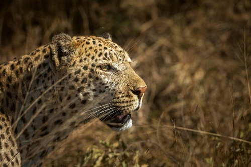 Vliesová fototapeta Leopard na lovu 375 x 250 cm