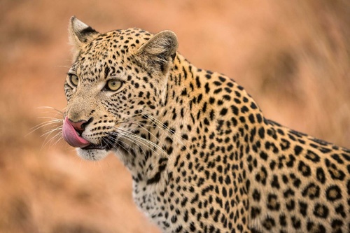 Vliesová fototapeta Samice leoparda 375 x 250 cm