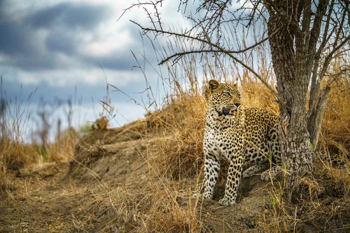 Vliesová fototapeta Divoký leopard 375 x 250 cm