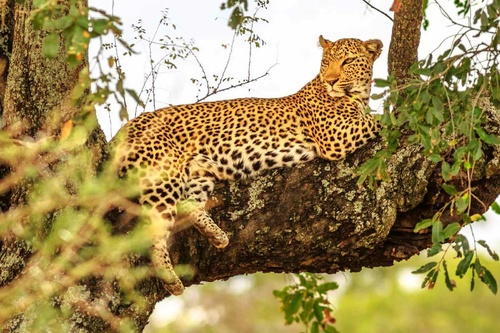 Vliesová fototapeta Africký leopard 375 x 250 cm