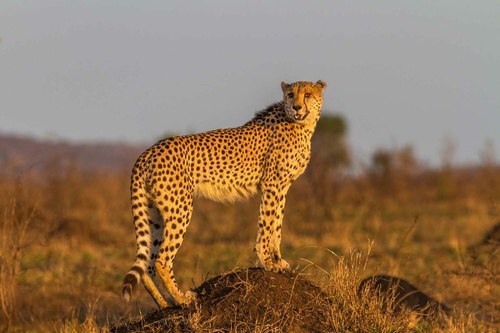 Vliesová fototapeta Stojící gepard 375 x 250 cm