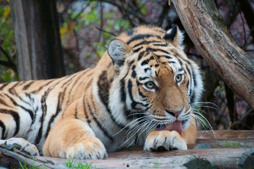 Vliesová fototapeta Roztomilý tygr 375 x 250 cm