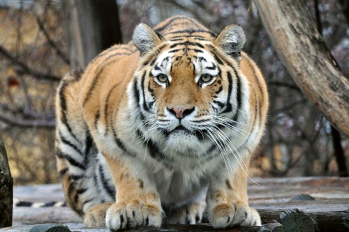 Vliesová fototapeta Tygr na lovu 375 x 250 cm