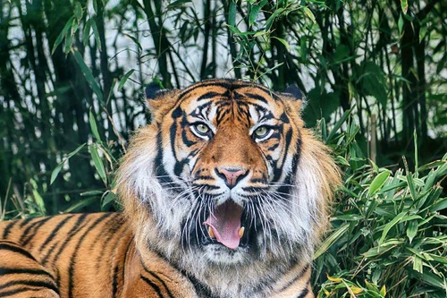 Vliesová fototapeta Tygr sumaterský 375 x 250 cm