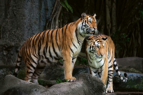 Vliesová fototapeta Tygr indický 375 x 250 cm