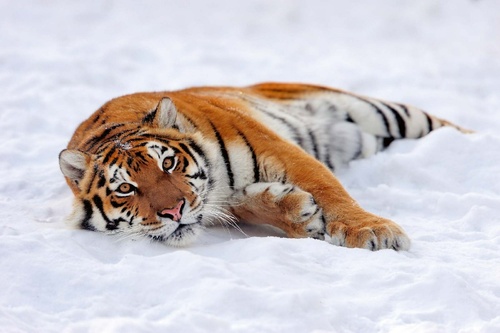 Vliesová fototapeta Tygr ve sněhu 375 x 250 cm