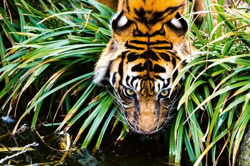 Vliesová fototapeta Tygr u řeky 375 x 250 cm