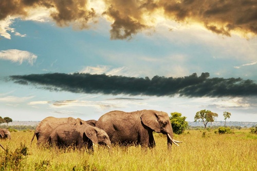 Vliesová fototapeta Rodina slonů 375 x 250 cm