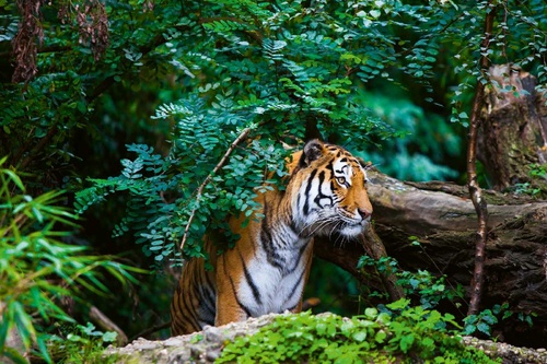 Vliesová fototapeta Tygr v džungli 375 x 250 cm