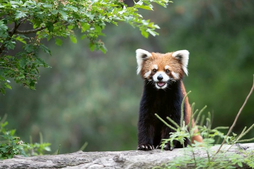 Vliesová fototapeta Smějící se panda červená 375 x 250 cm