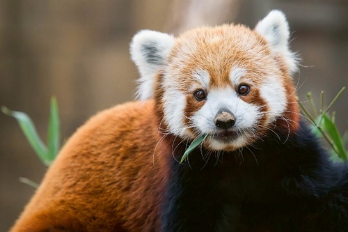 Vliesová fototapeta Roztomilá panda červená 375 x 250 cm