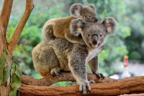 Vliesová fototapeta Koala s mládětem 375 x 250 cm