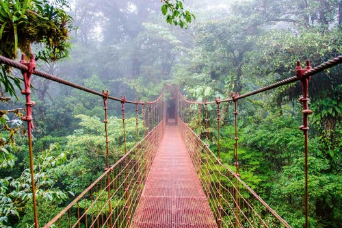 Vliesová fototapeta Most v deštném pralese 375 x 250 cm