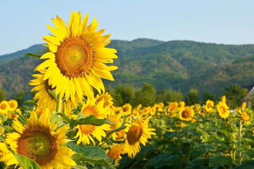 Vliesová fototapeta Kvetoucí slunečnice 375 x 250 cm