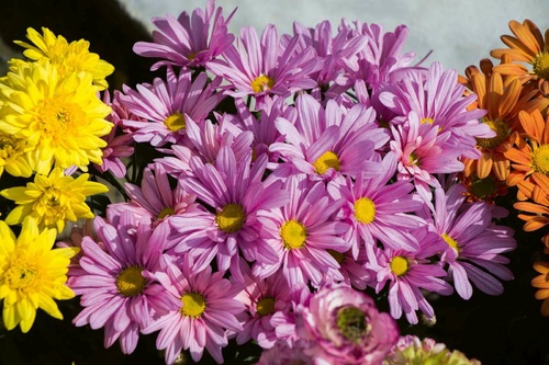 Vliesová fototapeta Kvetoucí jarní květiny 375 x 250 cm