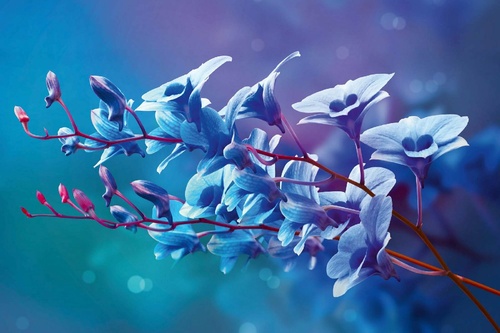 Vliesová fototapeta Modré orchideje 375 x 250 cm