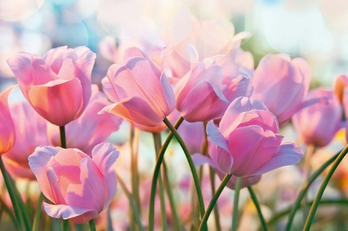 Vliesová fototapeta Růžové tulipány 375 x 250 cm