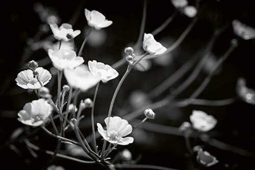 Vliesová fototapeta Černé a bílé květy 375 x 250 cm