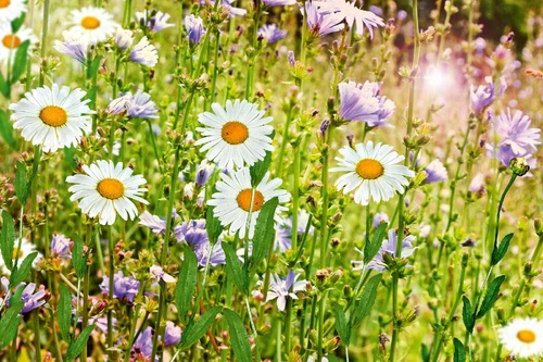 Vliesová fototapeta Divoké květiny v létě 375 x 250 cm