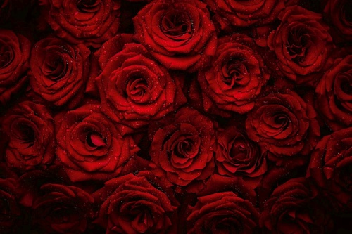 Vliesová fototapeta Krásné červené růže 375 x 250 cm