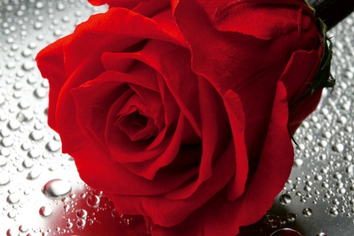Vliesová fototapeta Detail rudé růže 375 x 250 cm