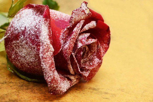 Vliesová fototapeta Zasněžená rudá růže 375 x 250 cm