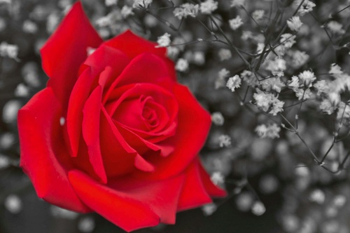 Vliesová fototapeta Červená růže, černobílá 375 x 250 cm