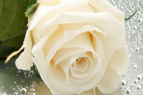 Vliesová fototapeta Detail bílé růže 375 x 250 cm