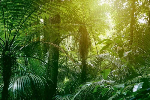 Vliesová fototapeta Tropická džungle II. 375 x 250 cm