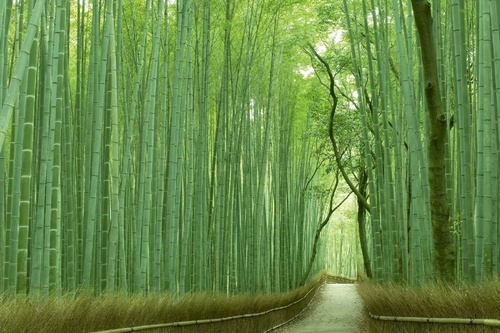 Vliesová fototapeta Bambusová stezka 375 x 250 cm