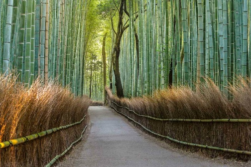 Vliesová fototapeta Bambusová stezka v Japonsku 375 x 250 cm