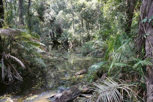Vliesová fototapeta Bažina v tropickém lese 375 x 250 cm
