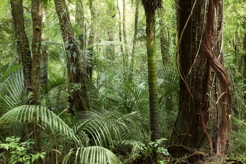 Vliesová fototapeta Džungle 375 x 250 cm