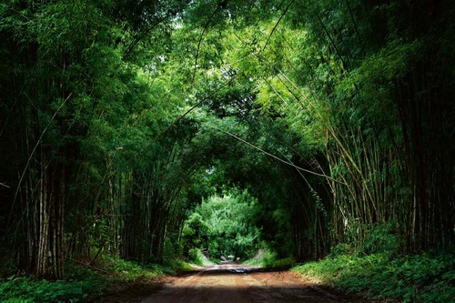 Vliesová fototapeta Bambusová silnice 375 x 250 cm