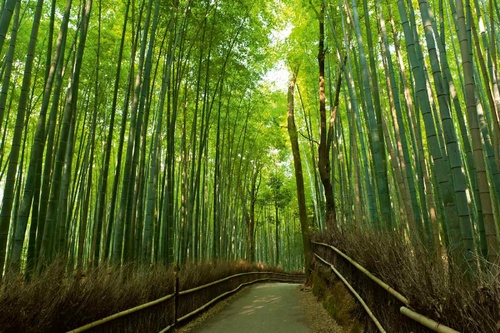 Vliesová fototapeta Bambusový háj 375 x 250 cm