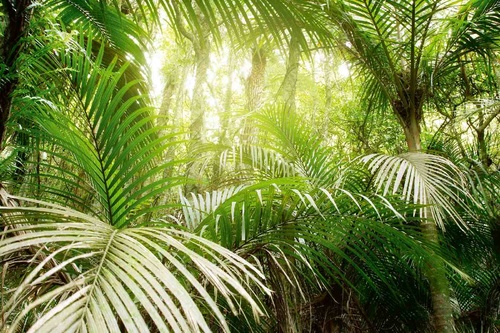 Vliesová fototapeta Zelené listy v džungli 375 x 250 cm
