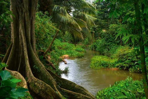 Vliesová fototapeta Asijská džungle 375 x 250 cm