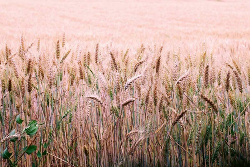 Vliesová fototapeta Pšeničné pole 375 x 250 cm