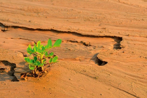 Vliesová fototapeta Pěstování pouštní rostliny 375 x 250 cm