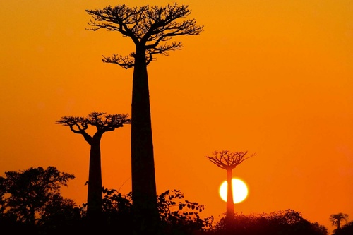 Vliesová fototapeta Baobab při západu slunce 375 x 250 cm