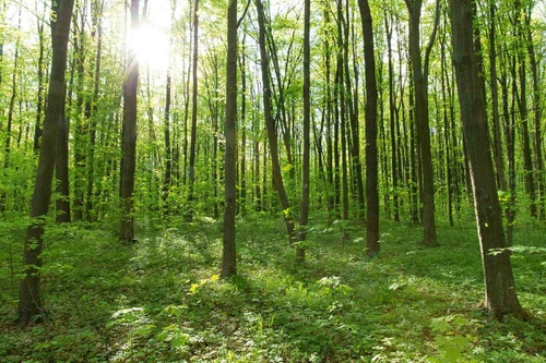 Vliesová fototapeta Hluboký les 375 x 250 cm