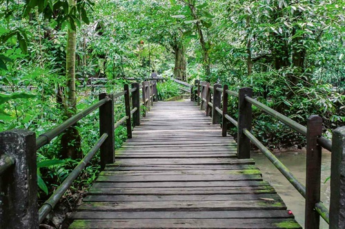 Vliesová fototapeta Dřevěný most v pralese 375 x 250 cm