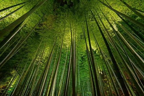Vliesová fototapeta Bambus 375 x 250 cm