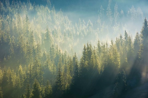 Vliesová fototapeta Mlha nad lesem 375 x 250 cm