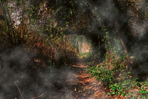 Vliesová fototapeta Tajemná cesta lesem 375 x 250 cm