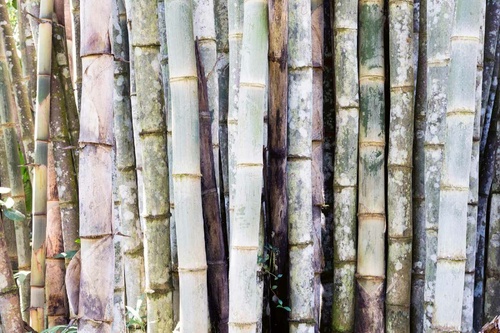Vliesová fototapeta Detail bambusového lesa 375 x 250 cm