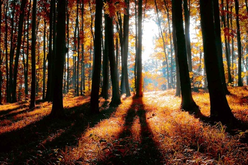 Vliesová fototapeta Barevný podzimní les 375 x 250 cm