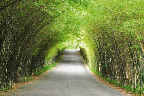 Vliesová fototapeta Bambusová cesta 375 x 250 cm