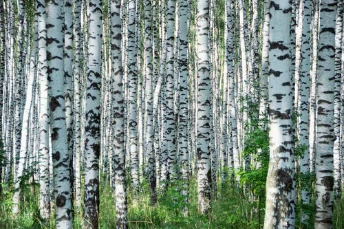 Vliesová fototapeta Letní den v březovém háji 375 x 250 cm